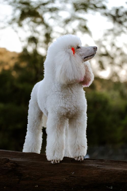 Free A regal white poodle standing on a log in a lush outdoor setting, showcasing elegance. Stock Photo
