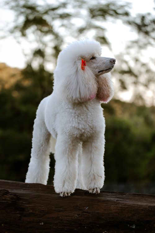 Free White poodle posing gracefully outdoors on a log in natural light. Stock Photo
