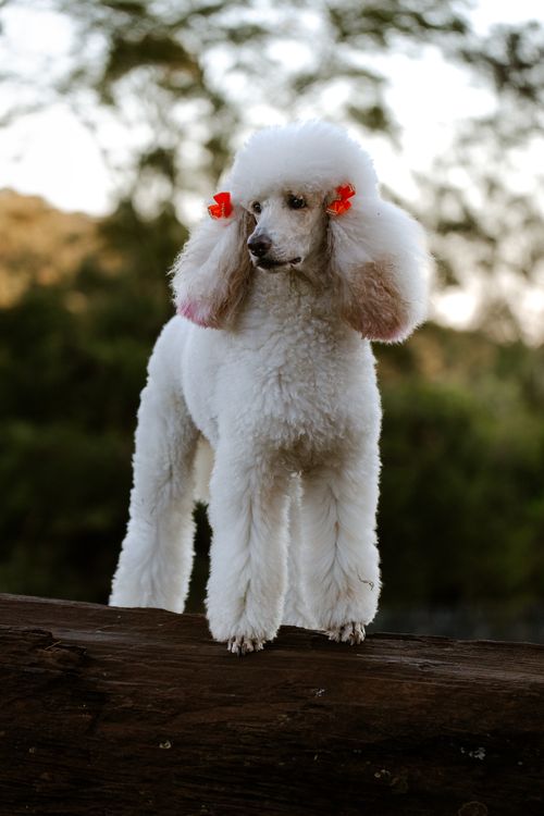 Free A sophisticated white poodle with flower accessories posing on a wooden log outdoors. Stock Photo