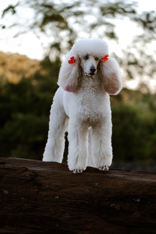 Free A stylish white poodle with red bows stands on a log in a natural setting, showcasing elegance and style. Stock Photo