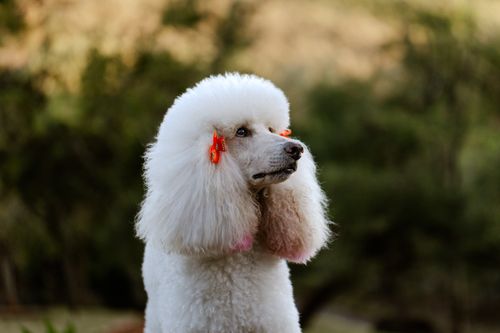 Free A classy white poodle with a red bow poses outdoors, showcasing its fluffy coat. Stock Photo