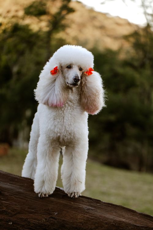 Free A graceful white poodle with red hair accessories standing on a log outdoors. Stock Photo