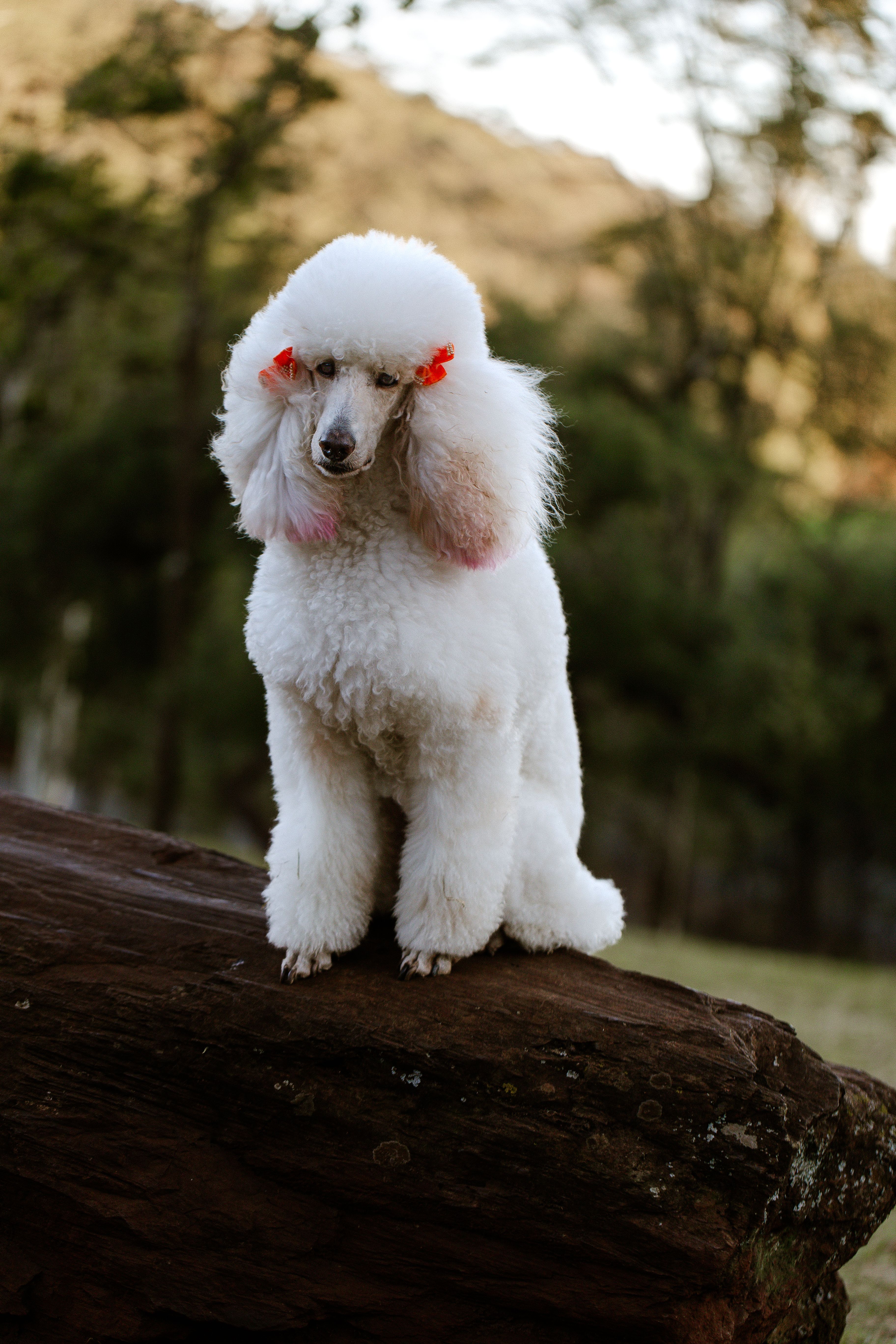 White poodle with expertly groomed coat and pink accents sits on a rock in a forest.