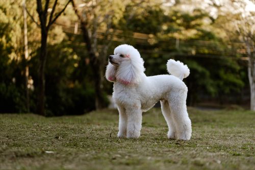 Free A white poodle with a stylish groom stands proudly in a serene park. Stock Photo