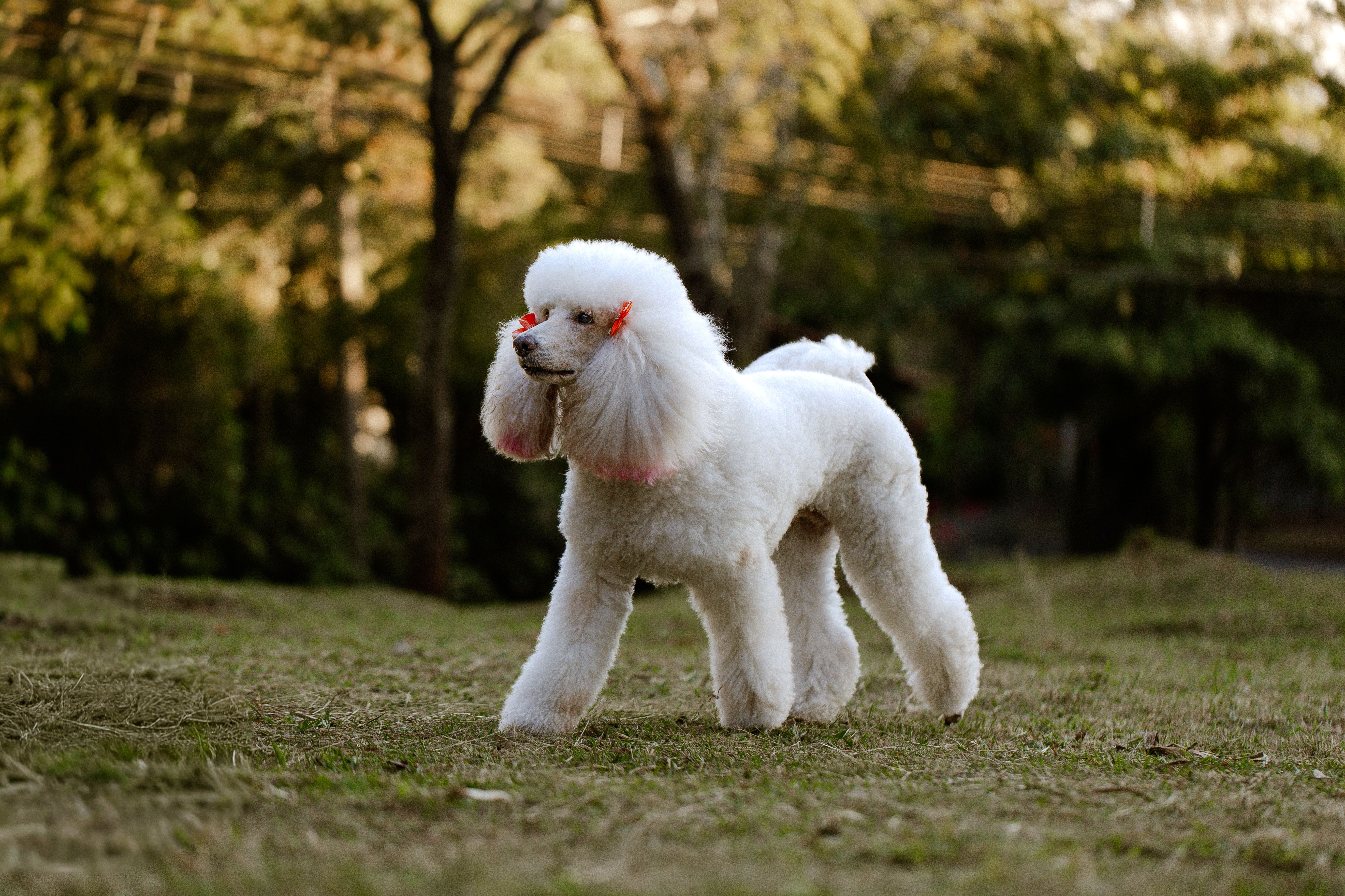 Graceful white poodle standing outdoors in a serene park during daylight.