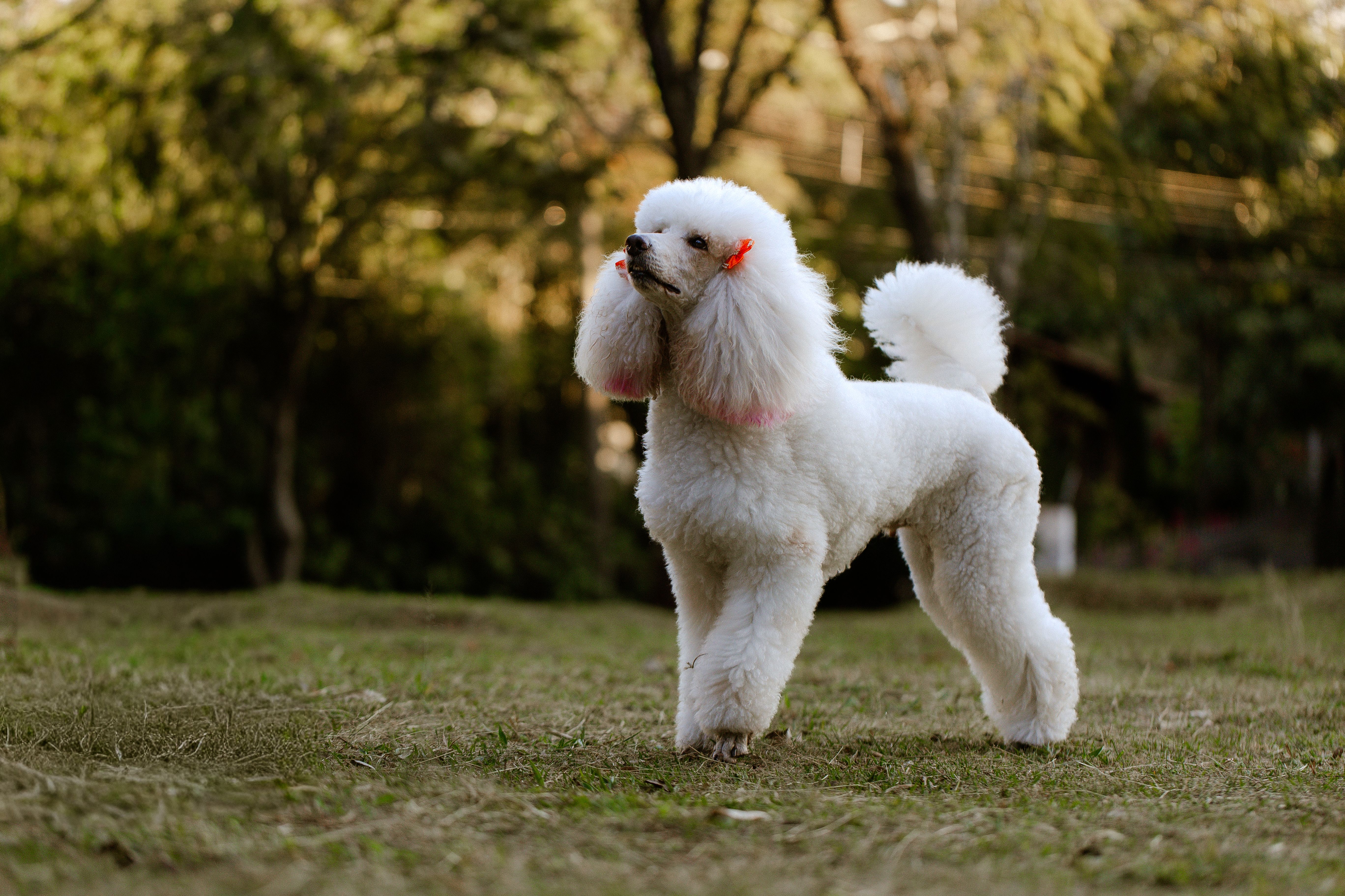 Beautiful white poodle with orange bows outdoors. Perfect for pet-related content.