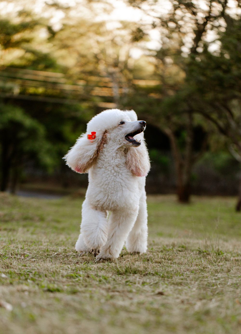 Freshly groomed white poodle with red bows