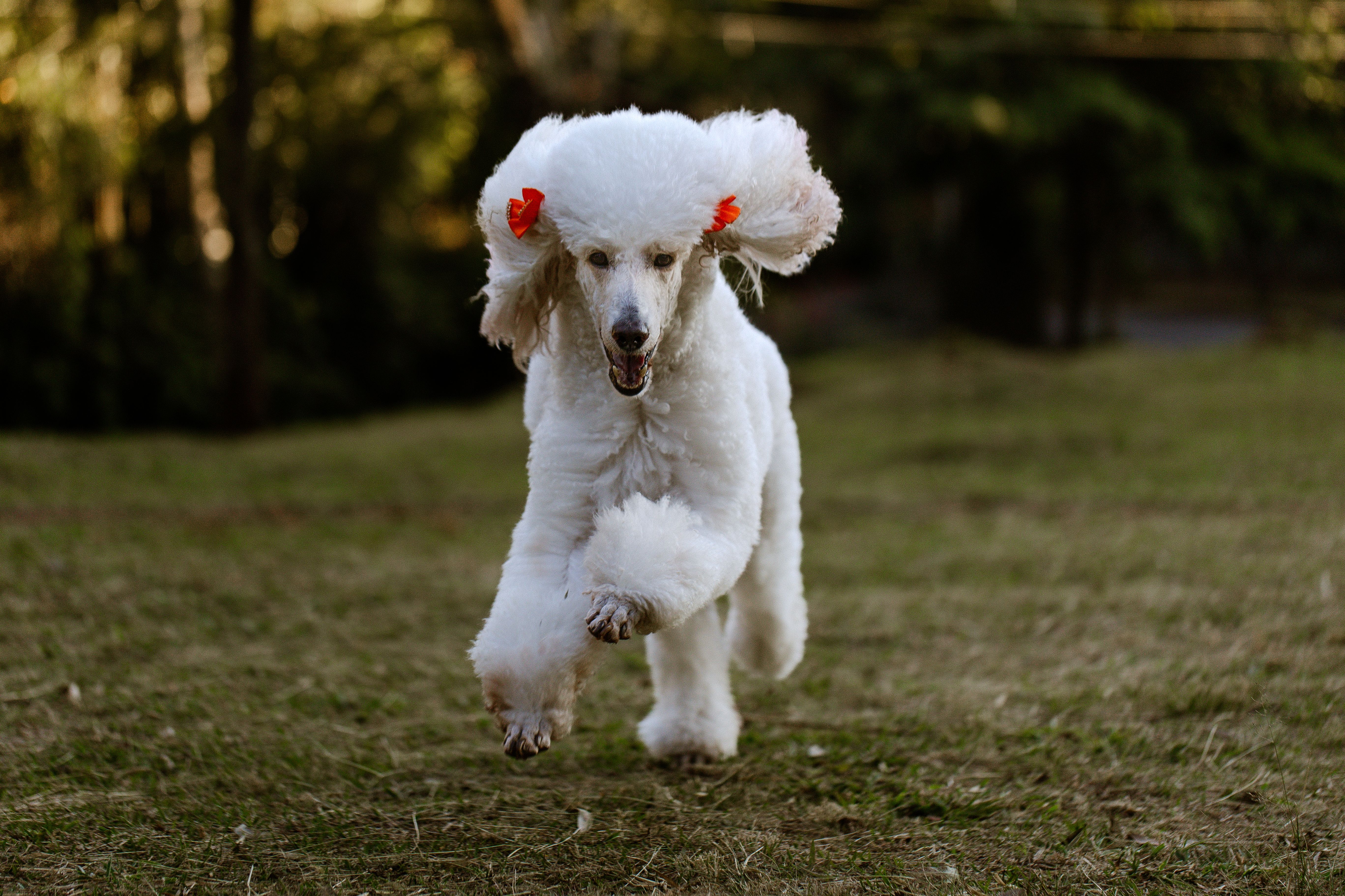 A white poodle with red bows happily running on grass in a park setting.