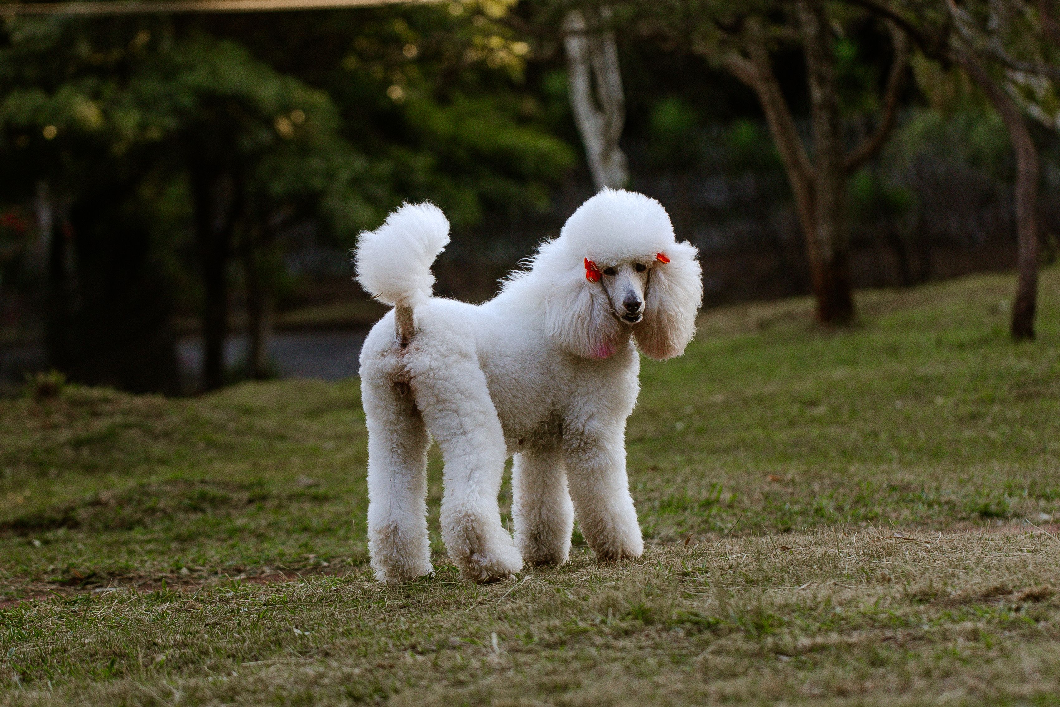 Beautiful white poodle with red bows standing gracefully on a grassy field.