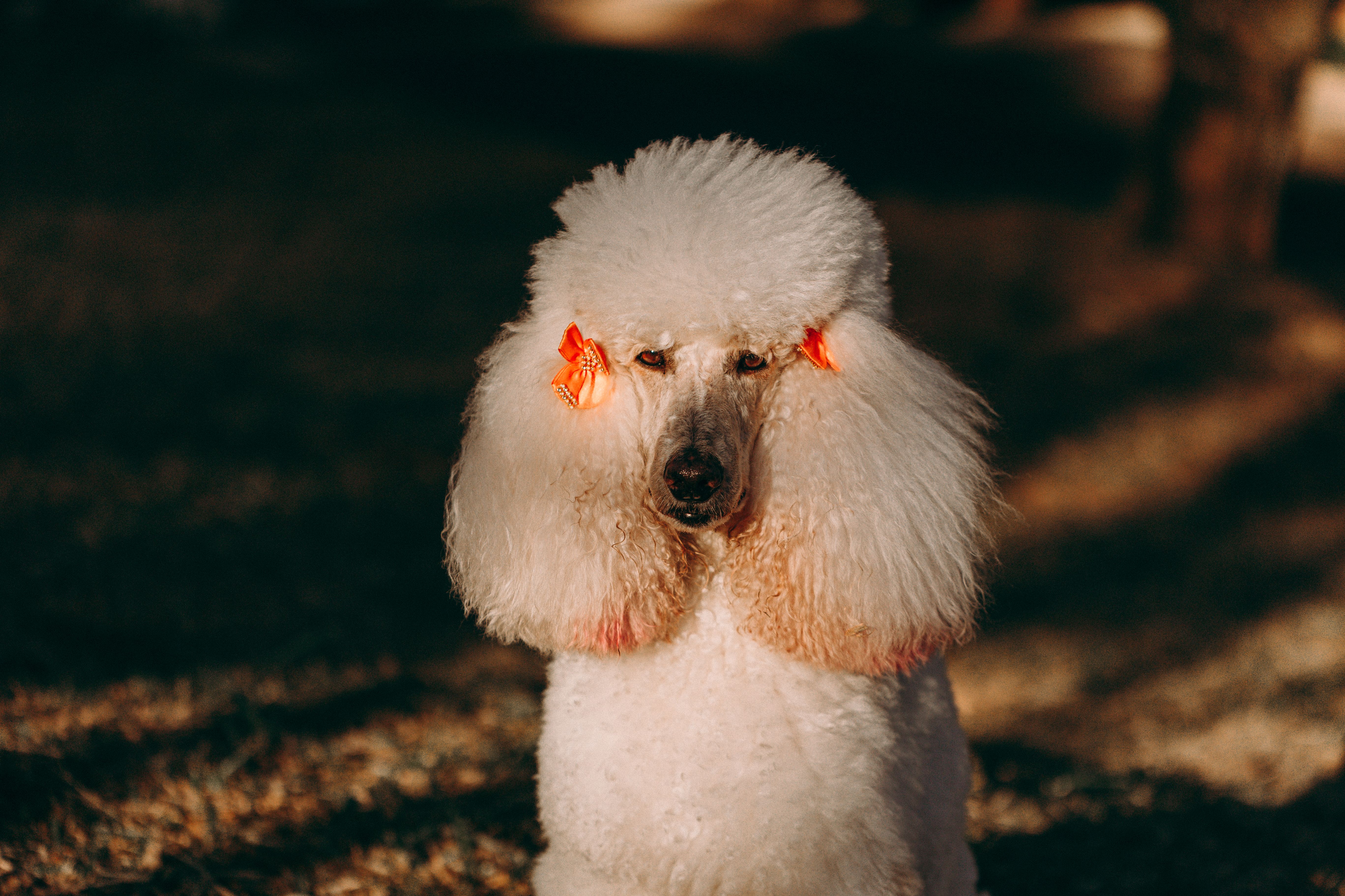 Spa Fur Paws brings stress-free grooming to your home — Photo by Helena Lopes on Pexels