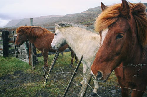 Foto profissional grátis de cavallo islandese, cavalo, cavalo da islândia