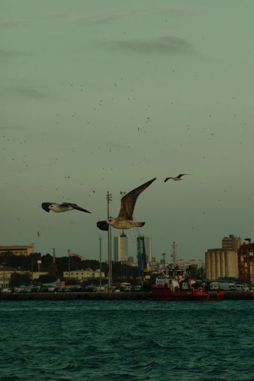 Free Seagulls soar over city harbor during daytime, capturing urban and marine elements. Stock Photo