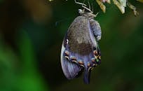 树叶上常见孔雀蝴蝶条纹的详细宏