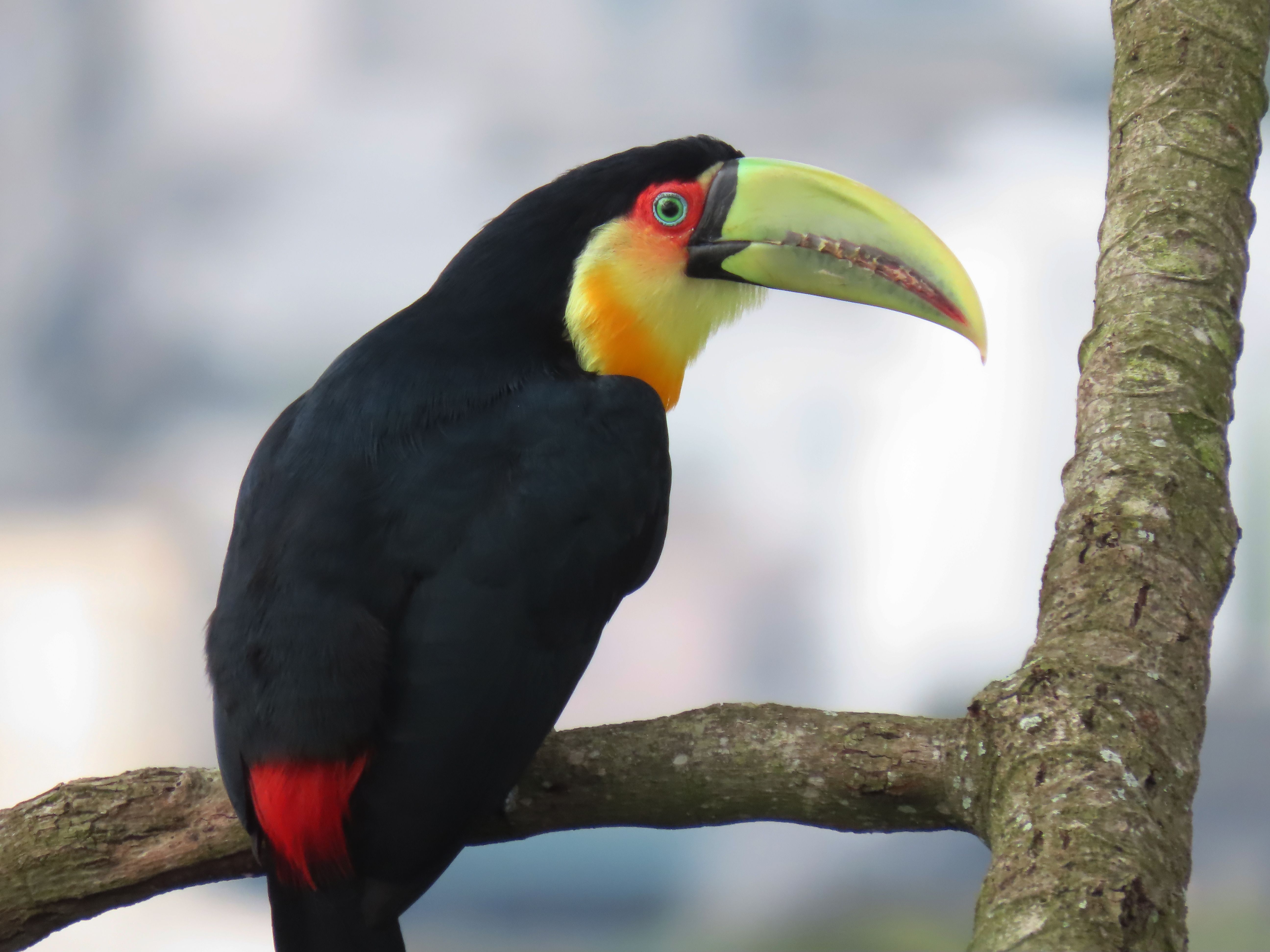 Toconao — Toconao