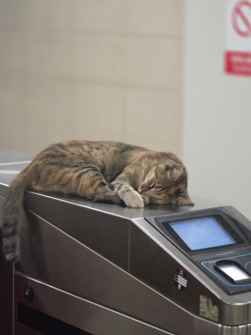 Free A relaxed cat peacefully naps on a subway turnstile, showcasing urban life charm. Stock Photo