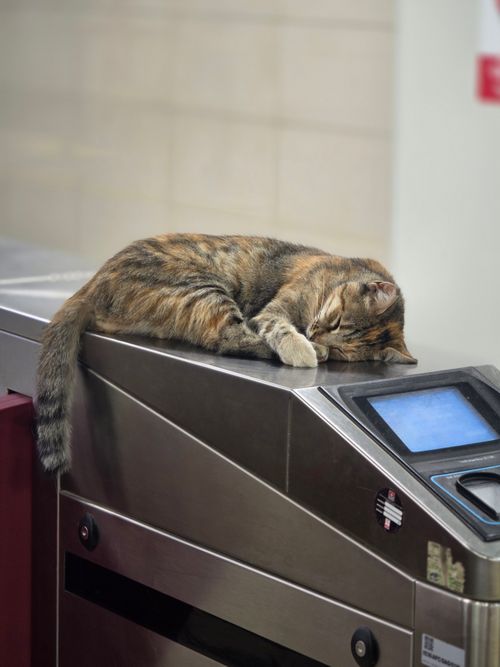 Free A tabby cat peacefully sleeps on a public transportation turnstile indoors. Stock Photo
