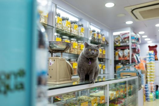 Adorable British Shorthair cat sitting on a counter inside a vibrant pet store in Hong Kong.