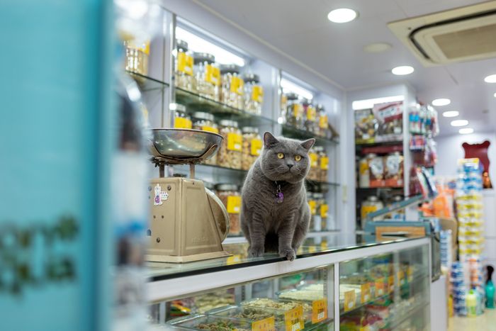 Mèo ngồi trên quầy trong một cửa hàng thú cưng