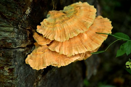 Chicken of the woods growing on a tree