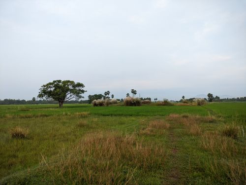 Free Peaceful rural landscape featuring green fields and tall trees under a cloudy sky. Stock Photo