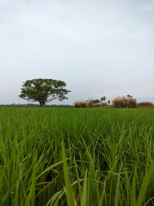 Free A lush green field with a solitary tree under a bright sky, evoking peace and tranquility. Stock Photo