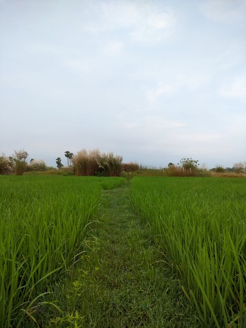 Free Pathway through lush green rice field under a cloudy sky. Stock Photo
