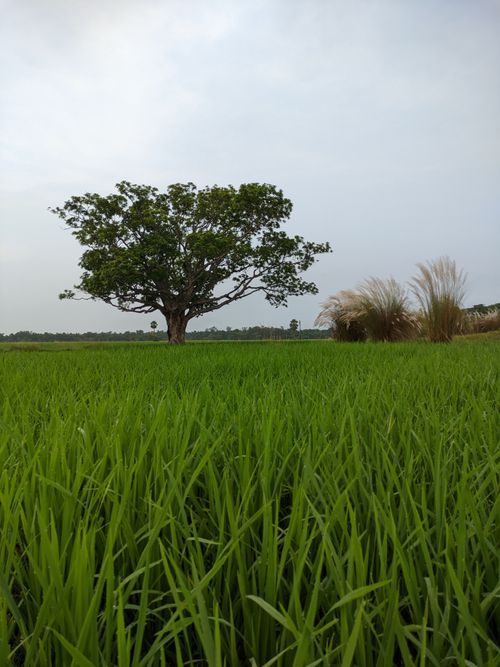 Free Serene landscape featuring a solitary tree against a lush green field under a soft sky. Stock Photo
