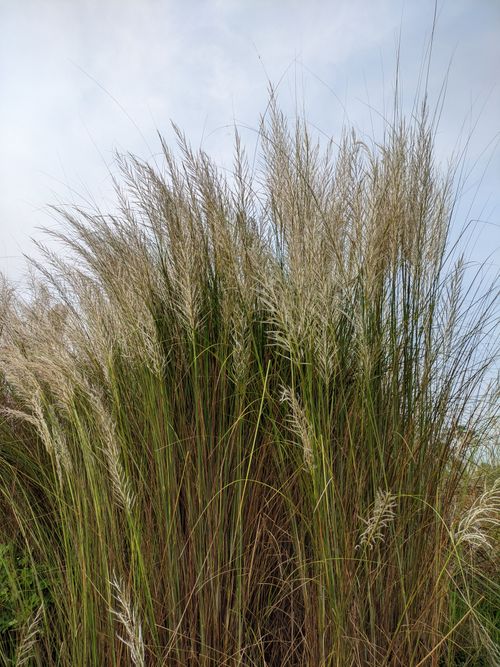 Free Dense cluster of tall grasses against a clear sky, showcasing natural beauty. Stock Photo