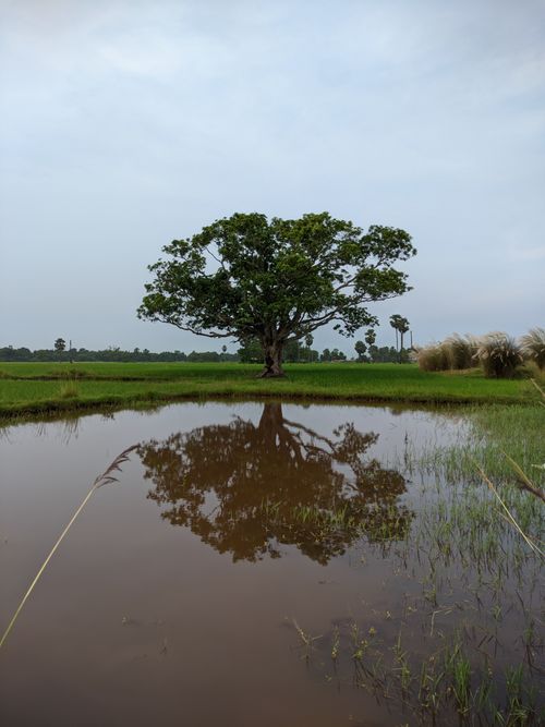 Free A solitary tree reflects in a calm rice paddy during the day, showcasing serene rural scenery. Stock Photo
