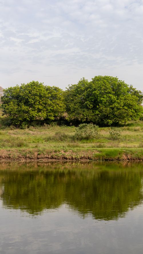 Free Beautiful view of trees reflected in the river on a clear day in Brazil. Stock Photo