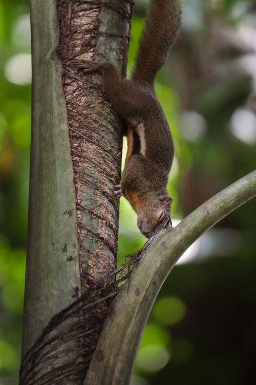 Free A squirrel gracefully descending a palm tree in a lush Singapore forest. Stock Photo