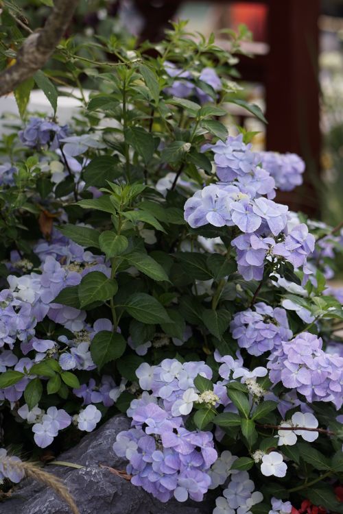 Free Purple hydrangea flowers blooming in a lush garden setting. Stock Photo