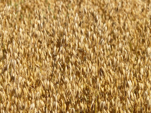 Foto d'estoc gratuïta de agricultura, assolellat, camp