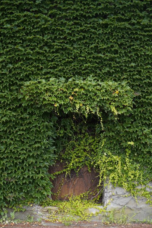 Free A mysterious door hidden by lush ivy on an old wall in Minamiizu, Shizuoka, Japan. Stock Photo