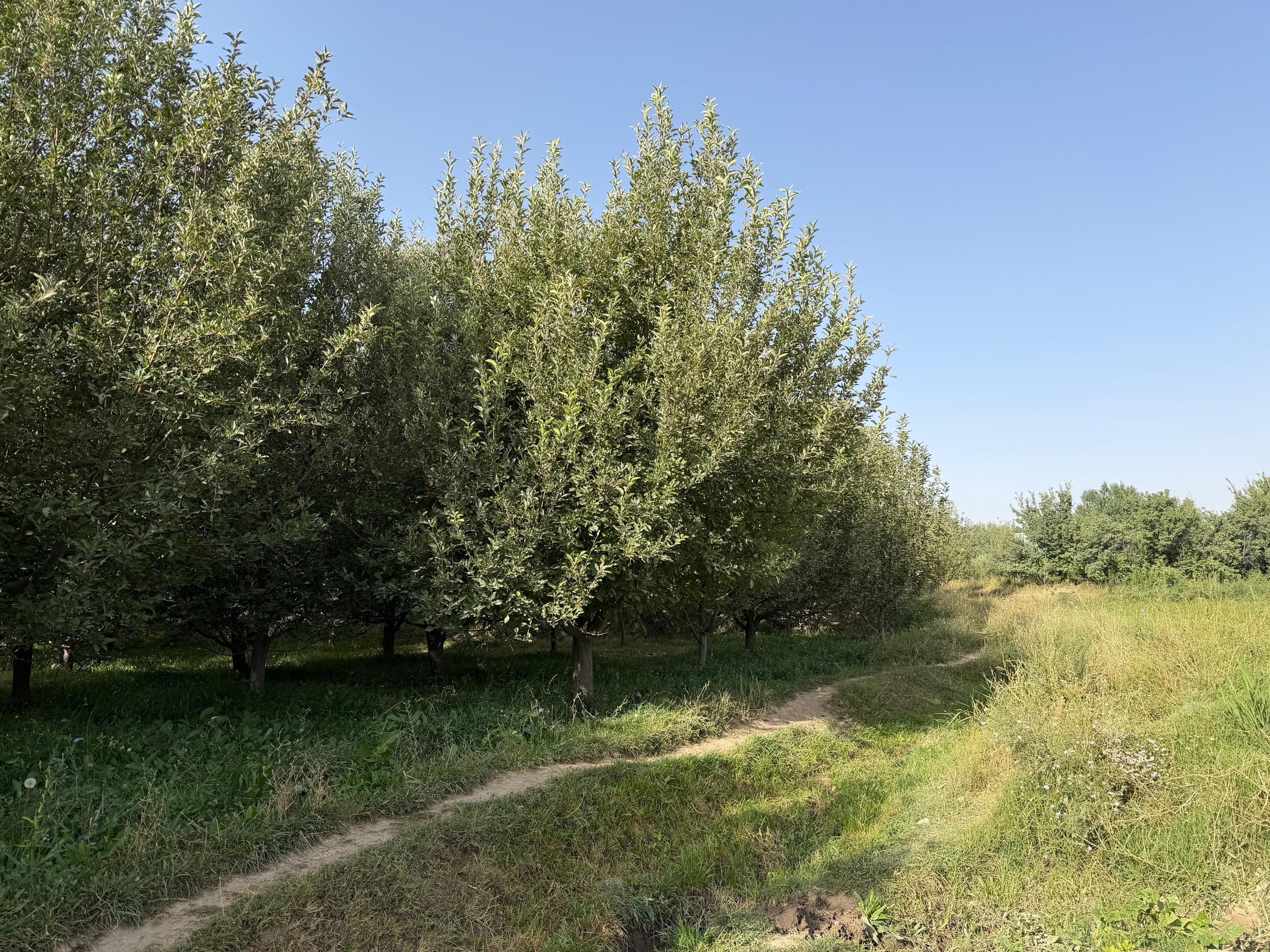 A tranquil orchard path surrounded by lush green trees in Ghazni, Afghanistan under a clear blue sky.