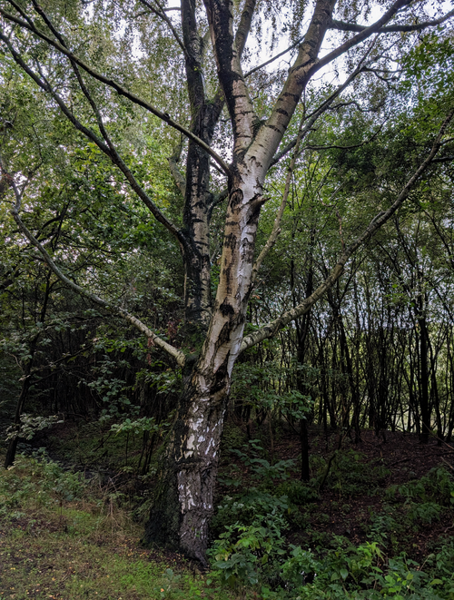 Free Serene woodland with a prominent birch tree, rich in greenery. Stock Photo