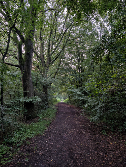 Free A tranquil forest path surrounded by dense green trees in a peaceful park setting. Stock Photo