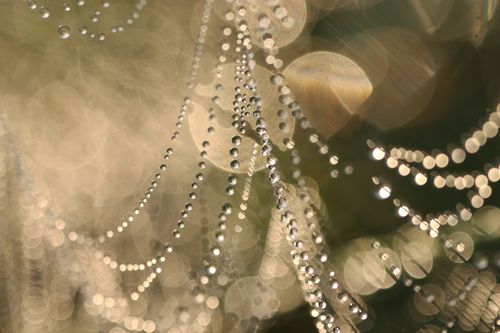 Free Close-up of a dew-covered spider web glistening with a bokeh effect. Stock Photo