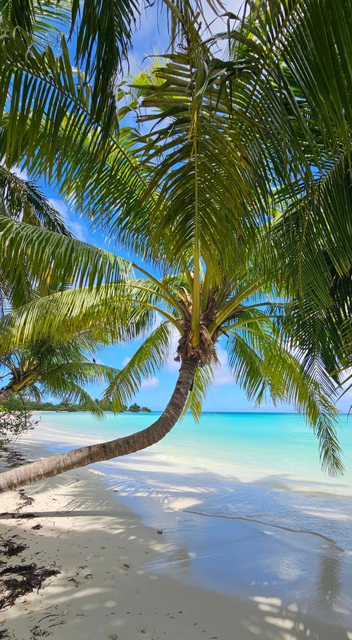 Free Tranquil tropical beach scene with palm trees and turquoise waters. Stock Photo