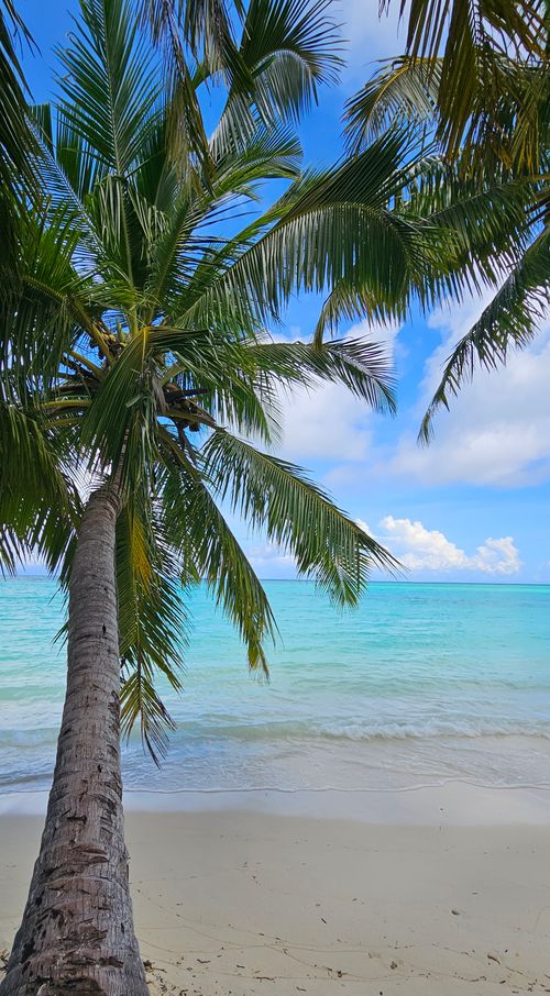 Free Idyllic tropical beach with a palm tree leaning over turquoise ocean waters. Stock Photo