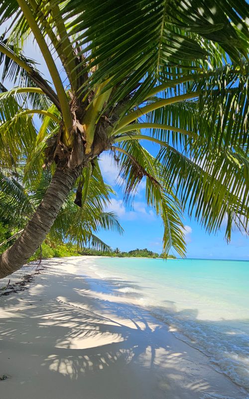 Free Serene tropical beachscape featuring lush palm trees and clear blue waters on a sunny day. Stock Photo