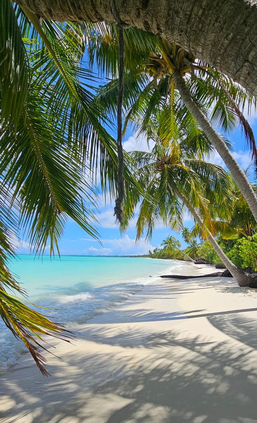 Free Idyllic tropical beach lined with palm trees and turquoise waters under a clear blue sky. Stock Photo