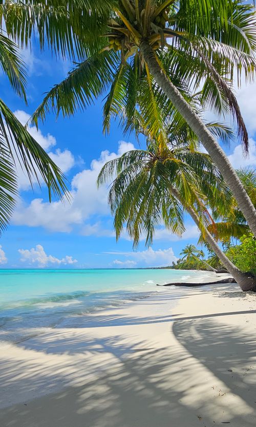 Free Idyllic tropical beach with palm trees and turquoise water under a clear blue sky. Stock Photo