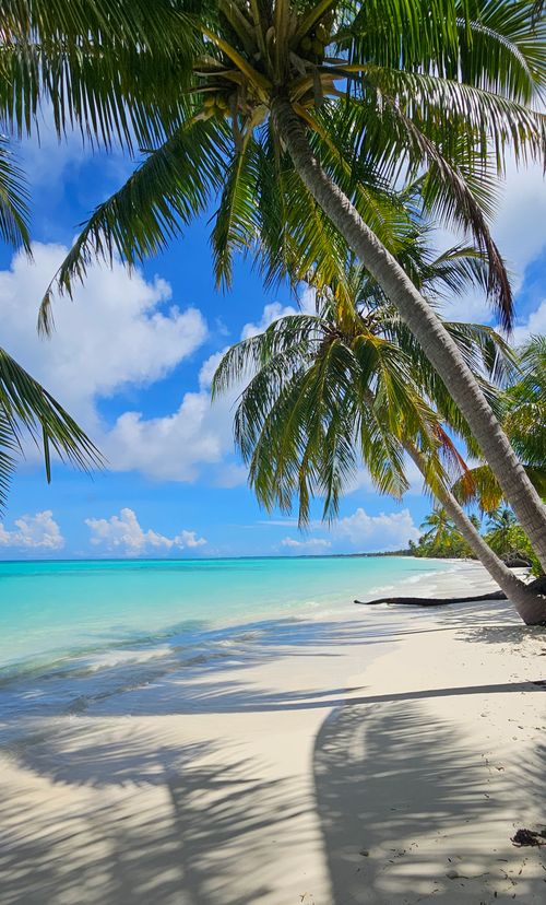 Free Stunning tropical beach with leaning palm trees and turquoise water under a clear blue sky. Stock Photo