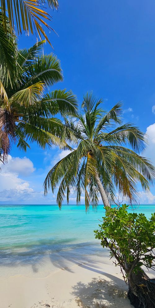 Free Idyllic tropical beach with palm trees, white sand, and turquoise waters under a clear blue sky. Stock Photo