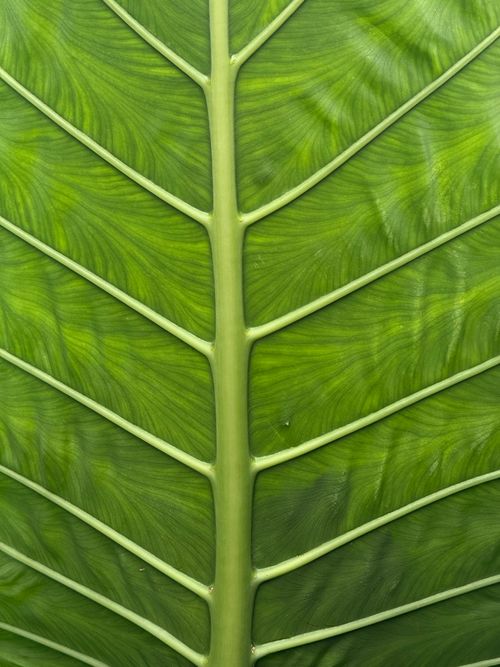 Free Detailed macro shot of green leaf veins, highlighting natural texture and intricate pattern. Stock Photo