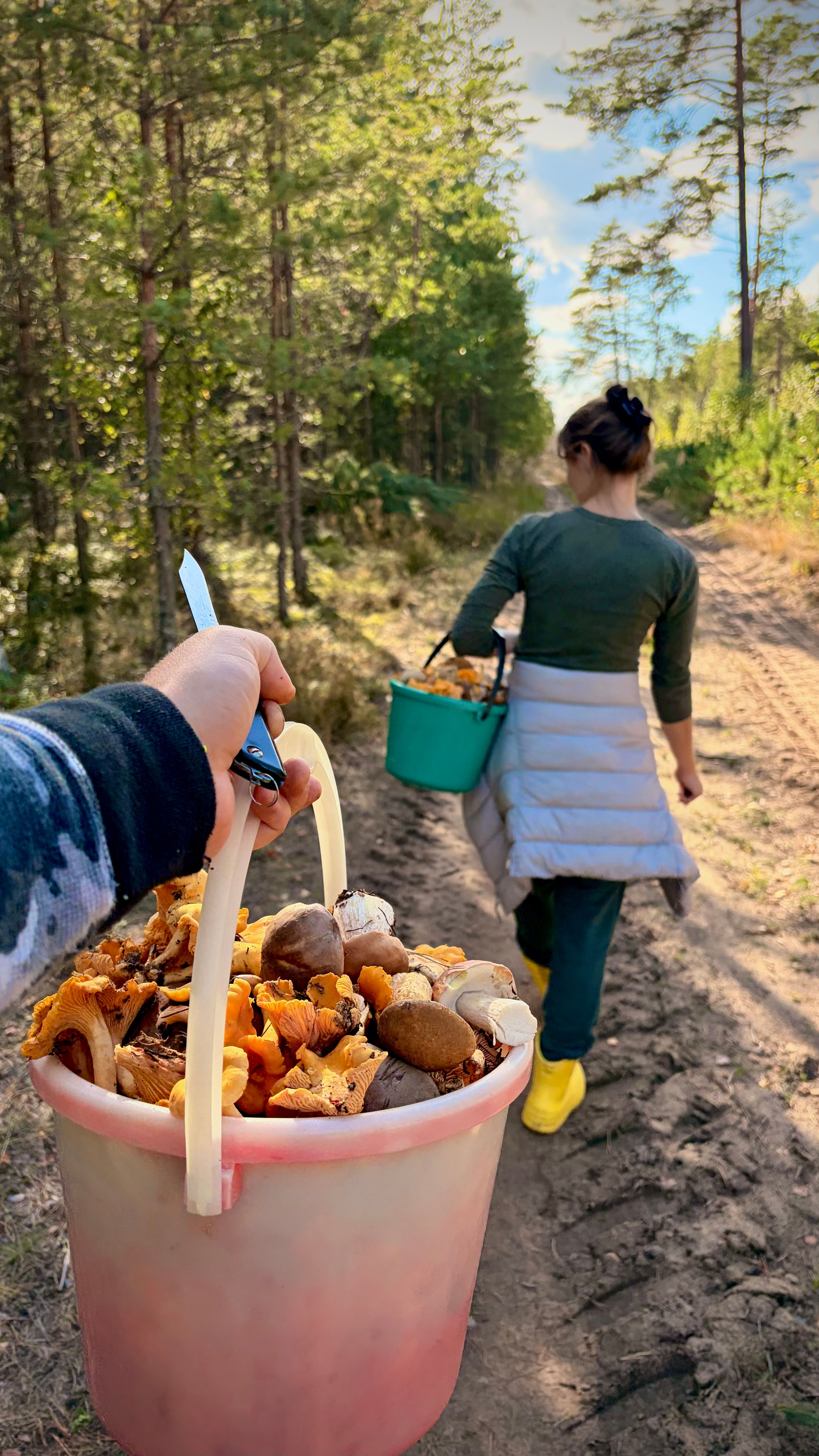 A scenic forest walk in Vileyka, Belarus with fresh mushrooms collected in buckets.