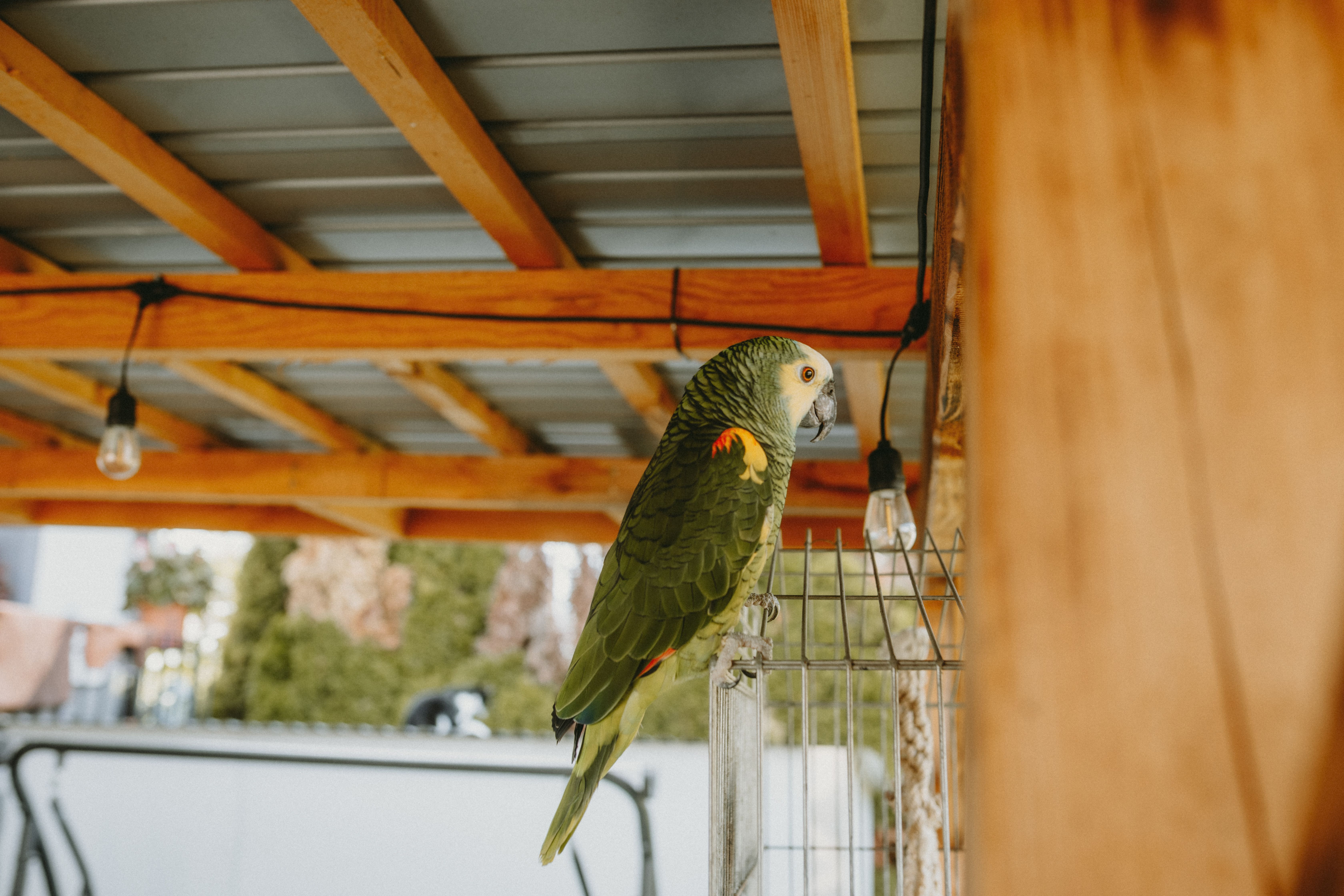 colorful parrot perched on wooden stand indoors