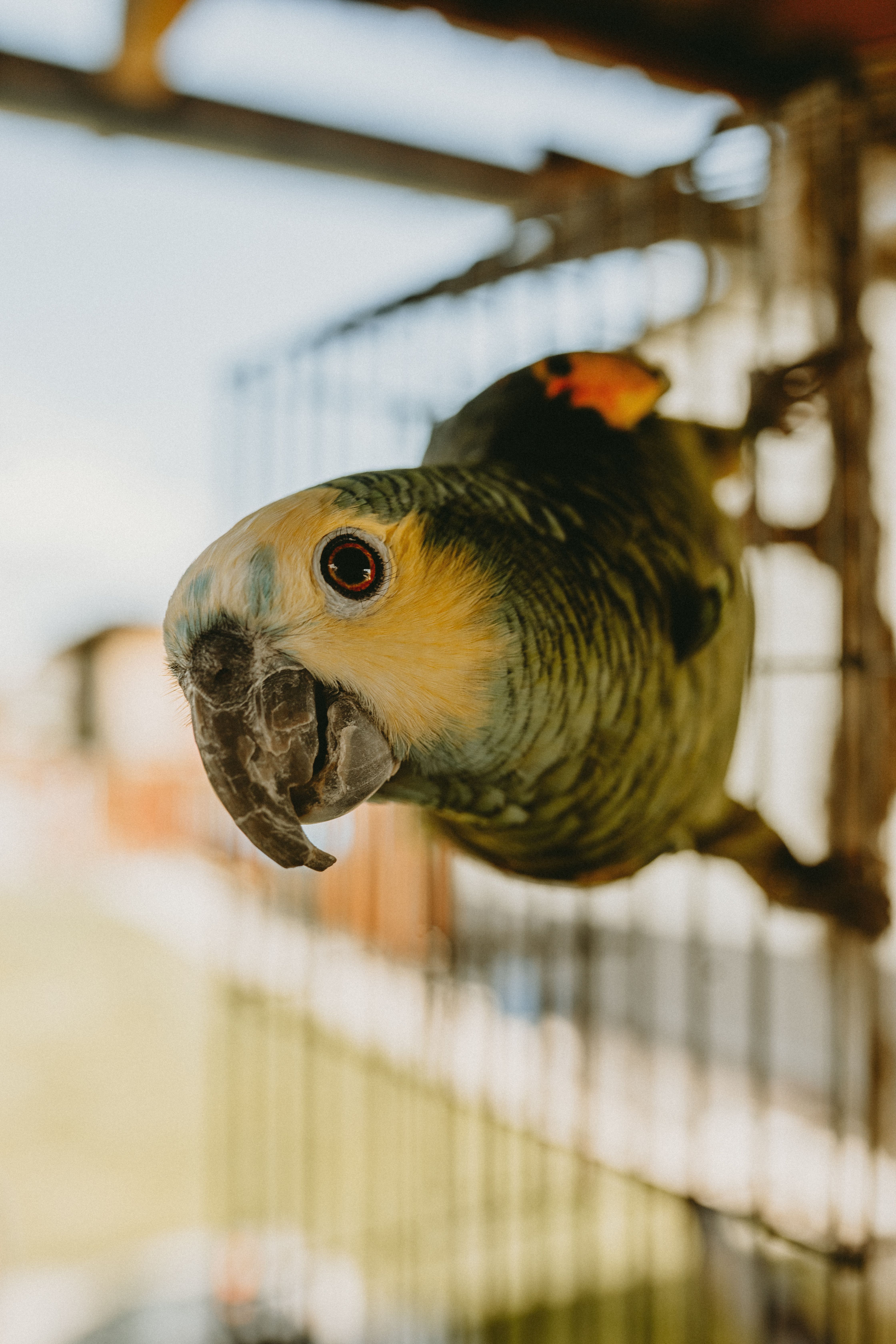 Close-up of a vibrant green Amazon parrot perched on an outdoor cage.