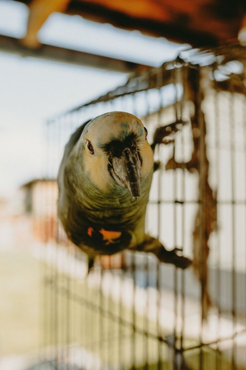 Free Detailed view of a colorful parrot in a cage on a sunny day. Stock Photo